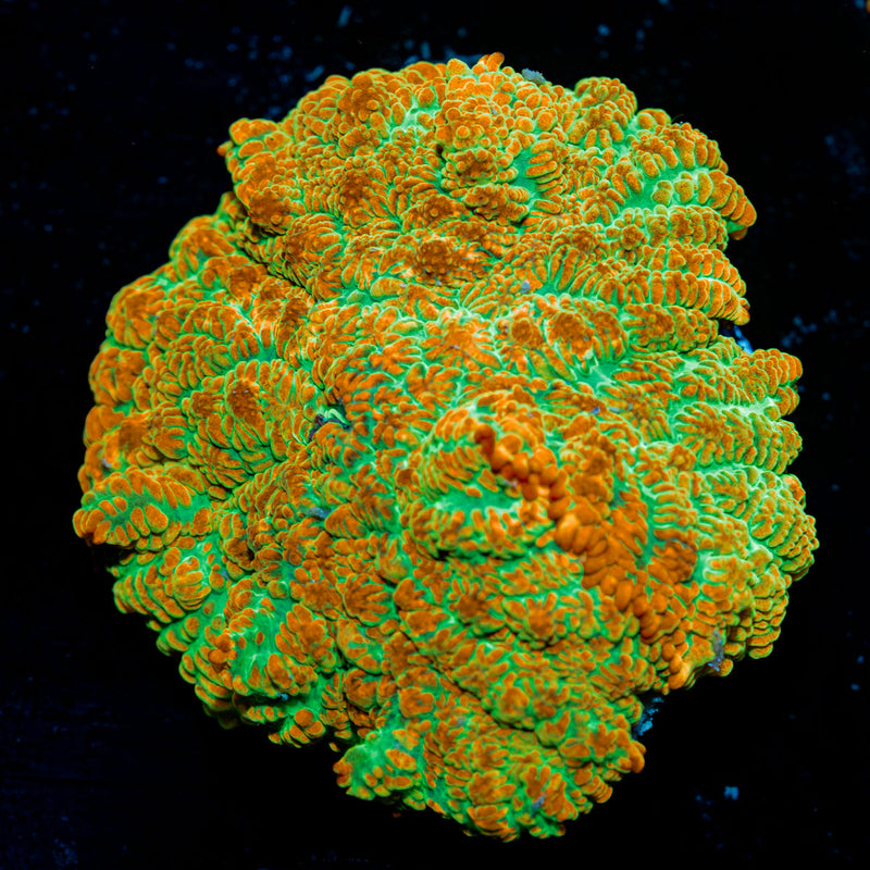 Tequila Sunrise Mushroom Coral with orange and yellow mushroom disc in reef aquarium