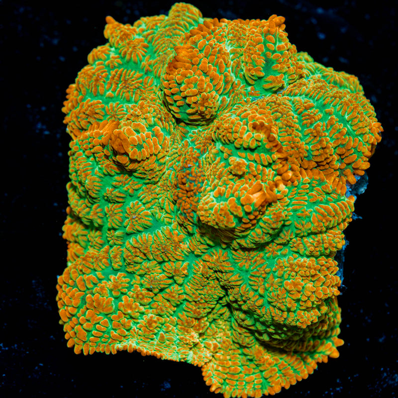 Tequila Sunrise Mushroom Coral with mushroom disc in reef aquarium
