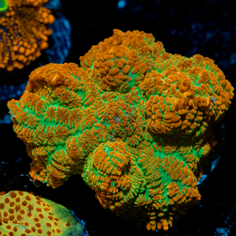 Tequila Sunrise Mushroom Coral with orange and yellow mushroom disc in reef aquarium