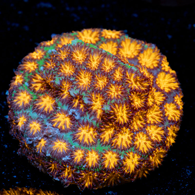 John Deere Lepto Coral with encrusting growth in reef aquarium