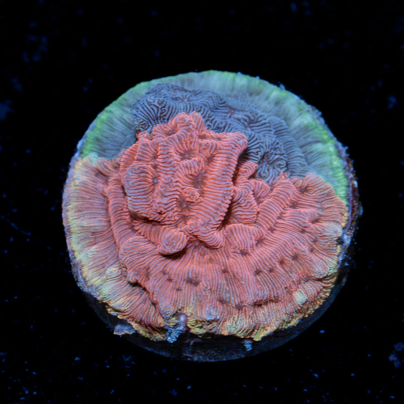 WWC Grafted Flamingo Leptoseris Coral encrusting growth in reef aquarium