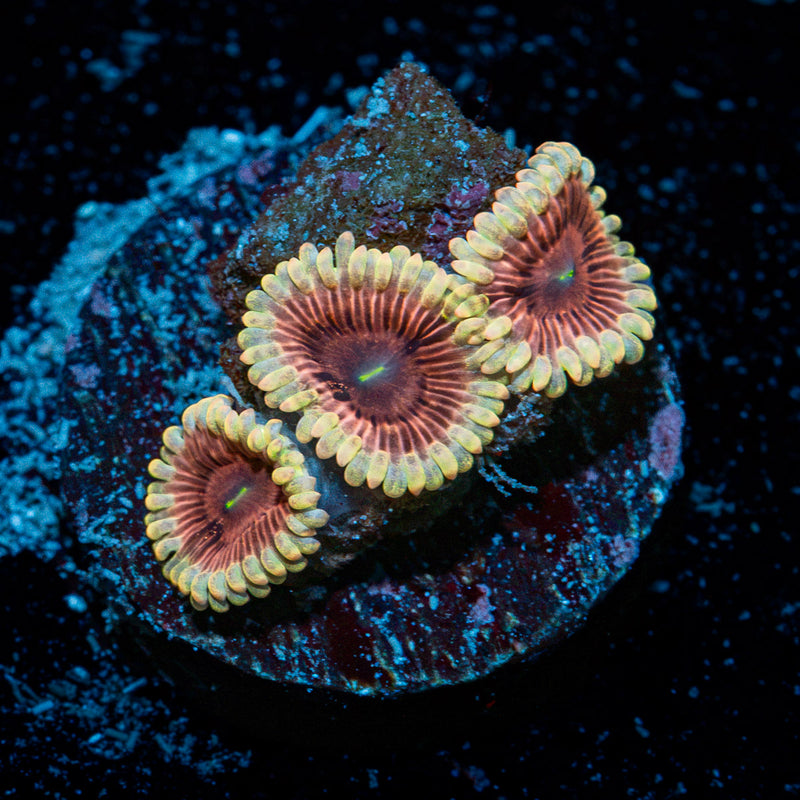 Lunar Lemonade Zoanthid Coral colony growth in reef aquarium