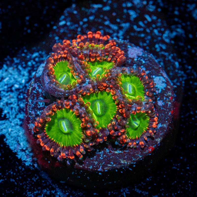 Candy Apple Red Zoanthid Coral colony growth in reef aquarium