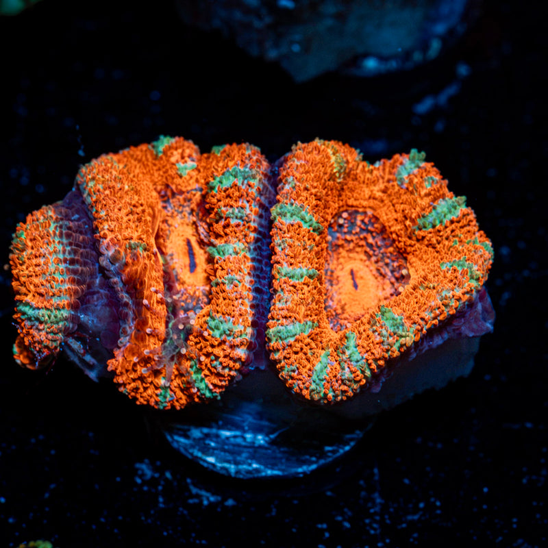 Acan Coral with fleshy polyps in reef aquarium