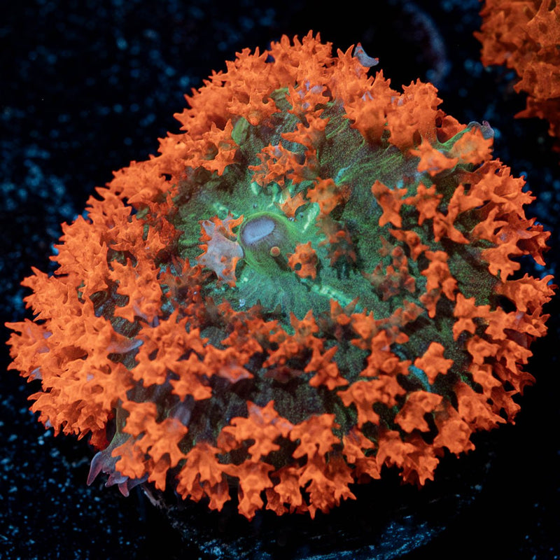 Big Red Saint Thomas Mushroom