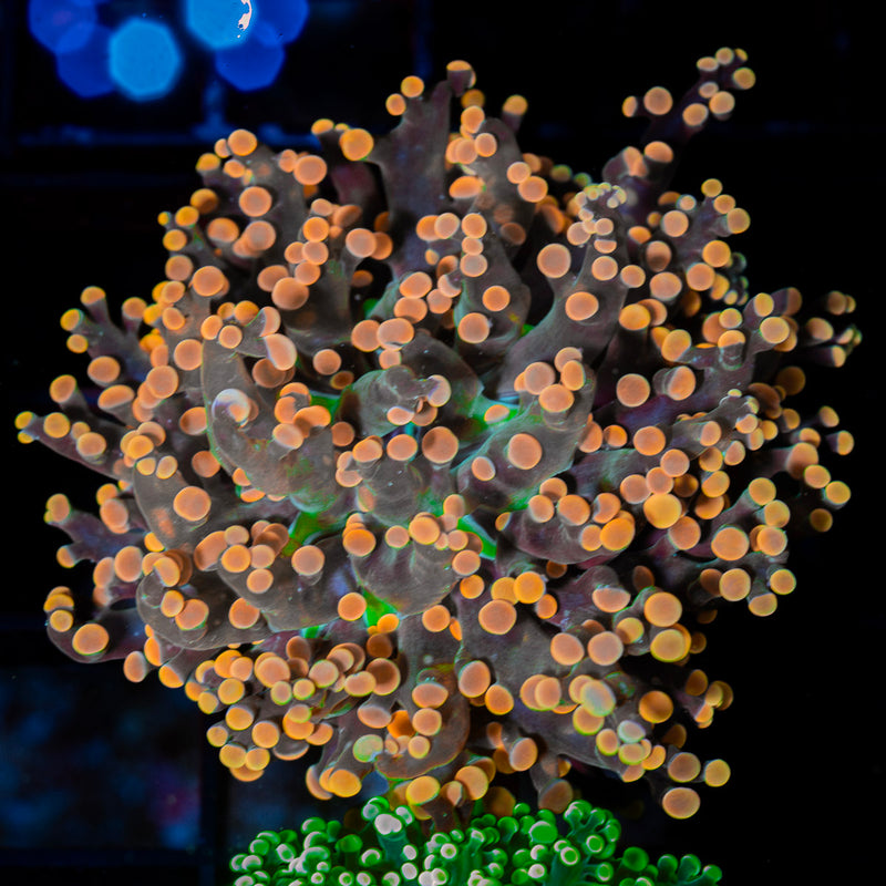 Peach Frogspawn Euphyllia Coral with branching fleshy heads in reef aquarium