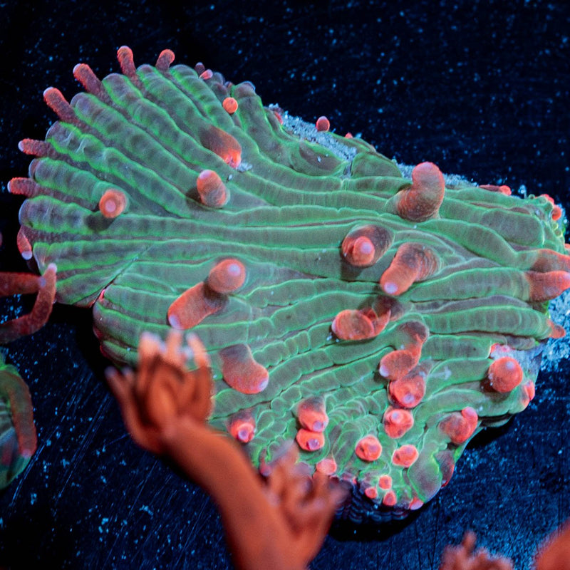 Color Blind Diaseris Plate