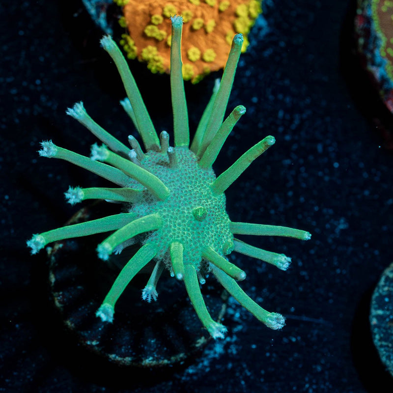 Neon Green Toadstool Leather