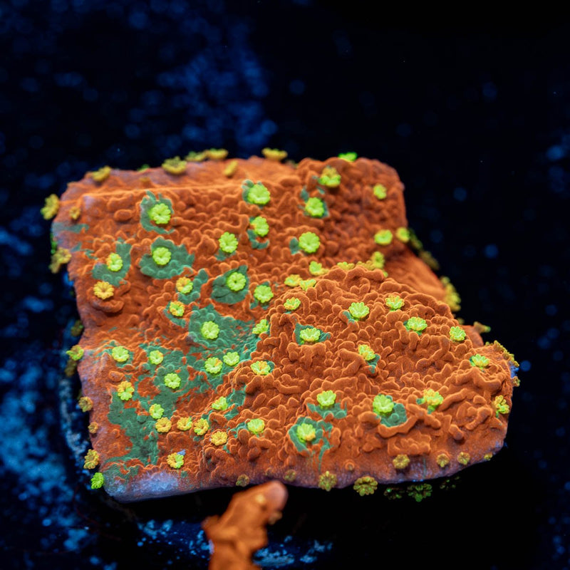 WWC Sunfire Grafted Montipora