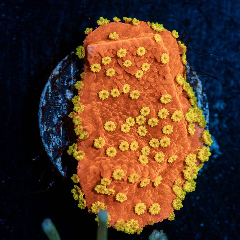 WWC SunBurst Montipora