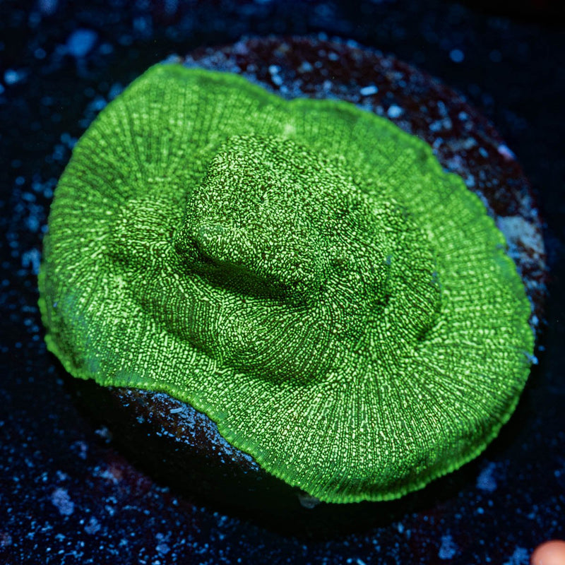 Green Lantern Lepto
