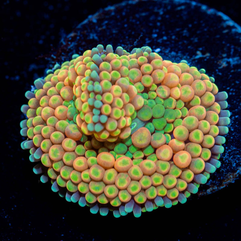Royal Ricordea Mushroom