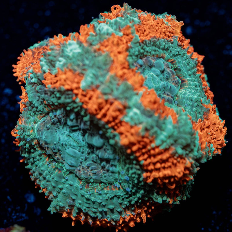 Miami Summer Asian Acan