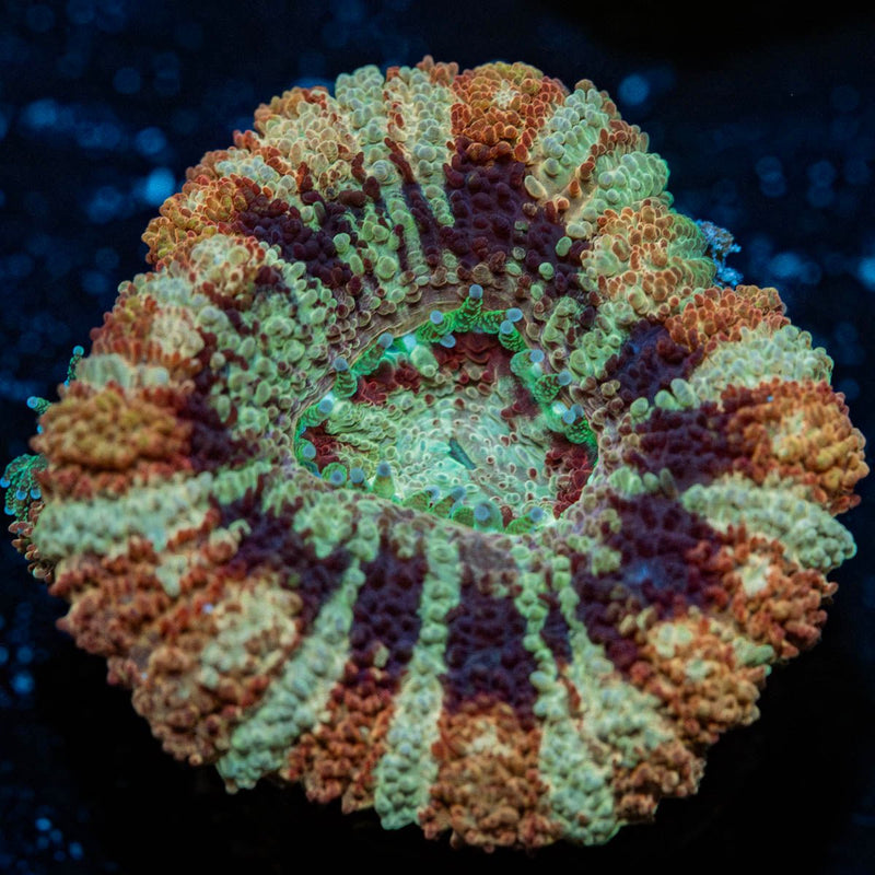 Wolverine Asian Acan