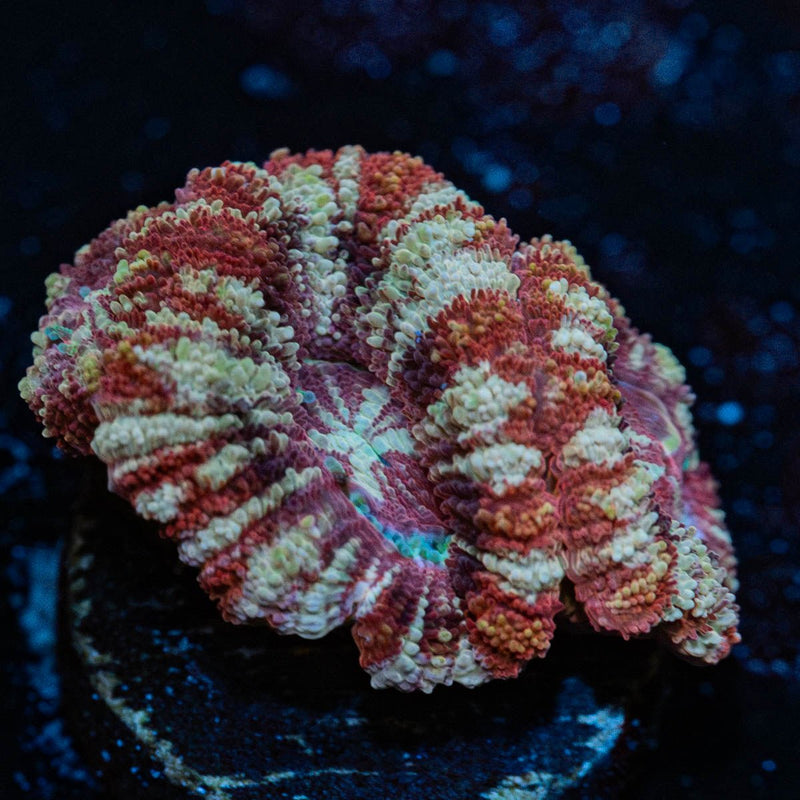 Koala Lovers Asian acan