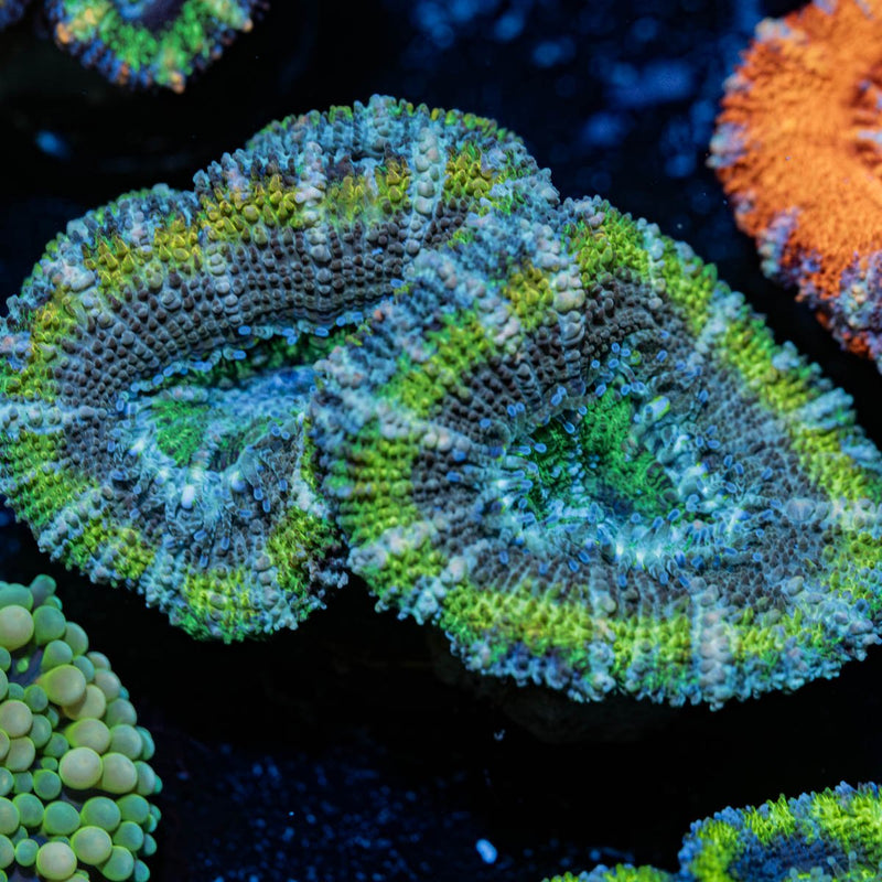 Green Acan