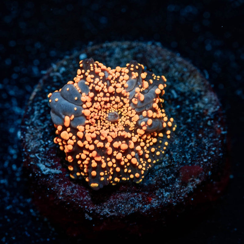 Interstellar Mushroom