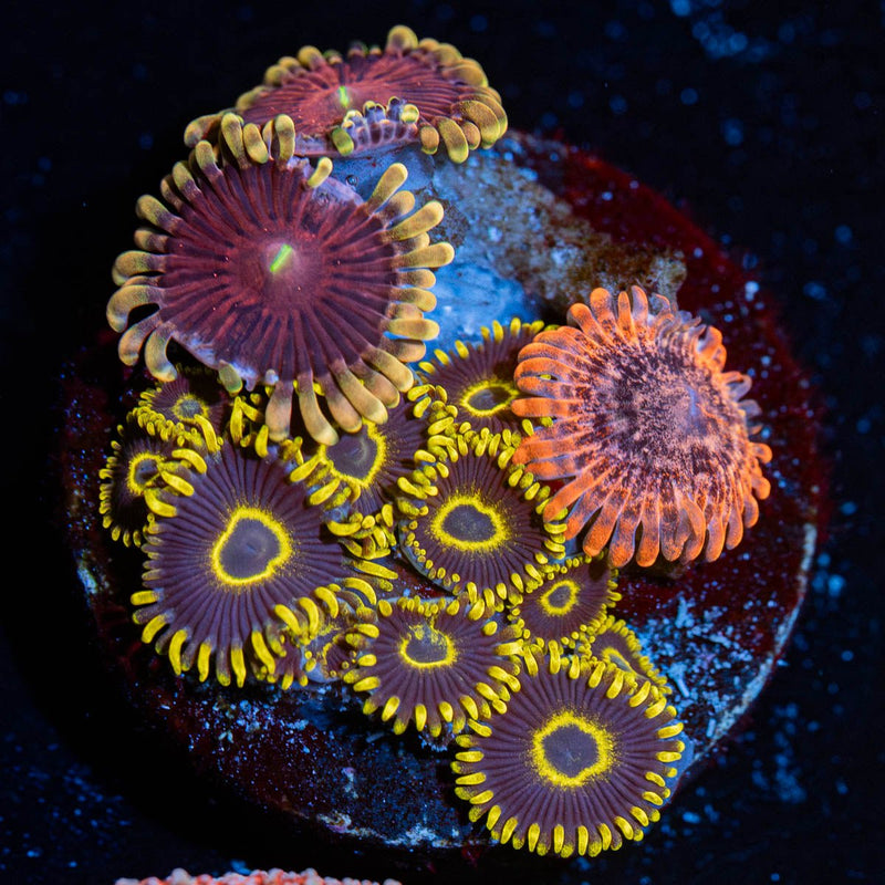 Zoanthid Combo