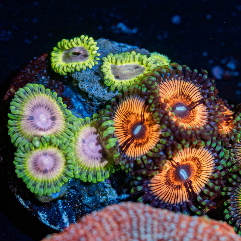 Zoanthid Combo