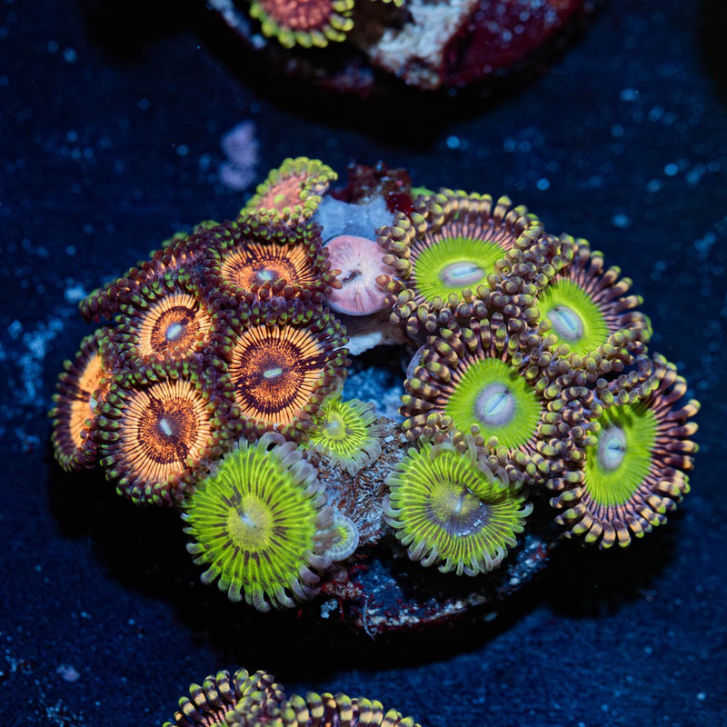 Zoanthid Combo