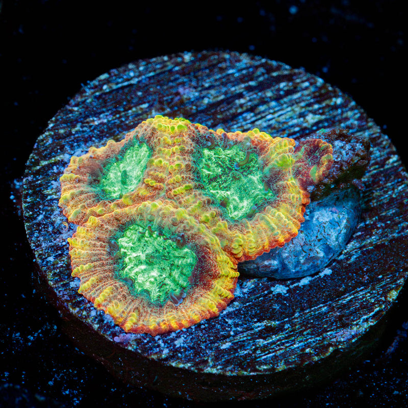 Yellow Submarine Favia Coral