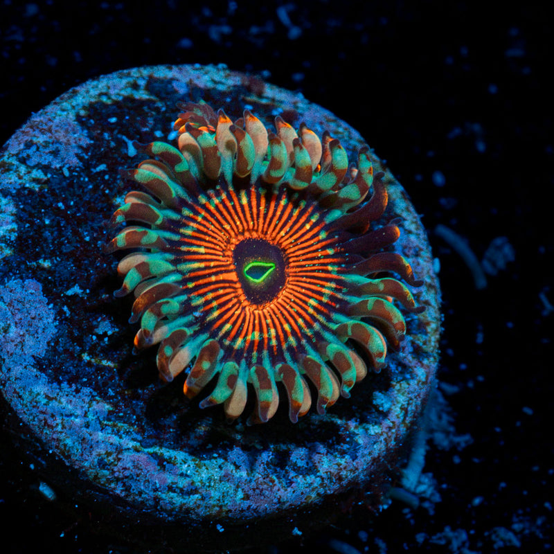 Salted Agave Zoanthid Coral
