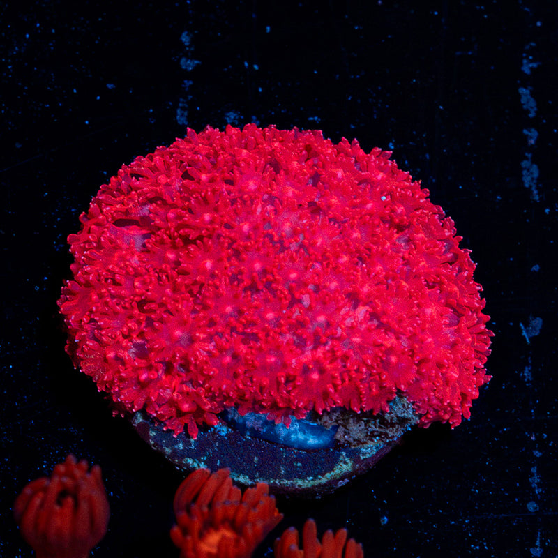 Ruby Red Micro Goniopora Coral
