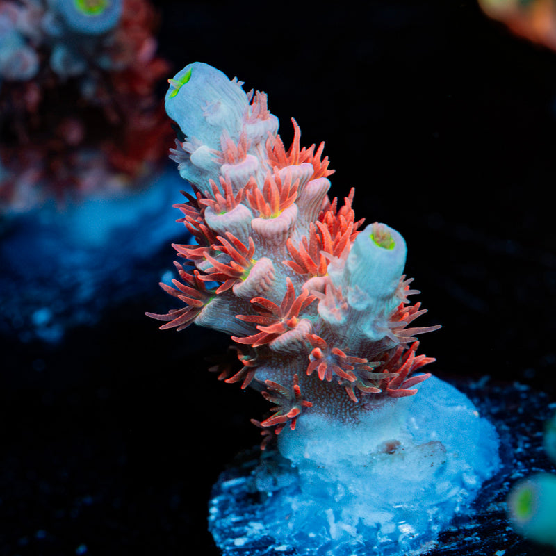 Cherry Bomb Tenuis Acropora Coral