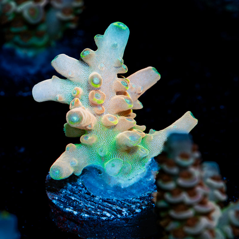 Bali Shortcake Acropora Coral