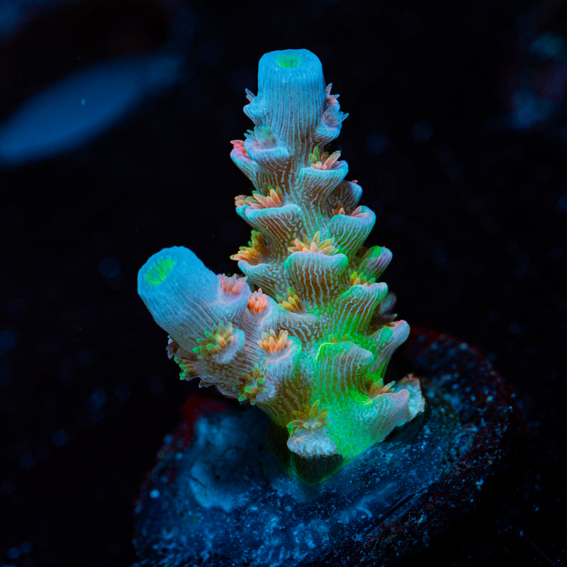 TSA Rainbow Fusion Tenuis Acropora Coral