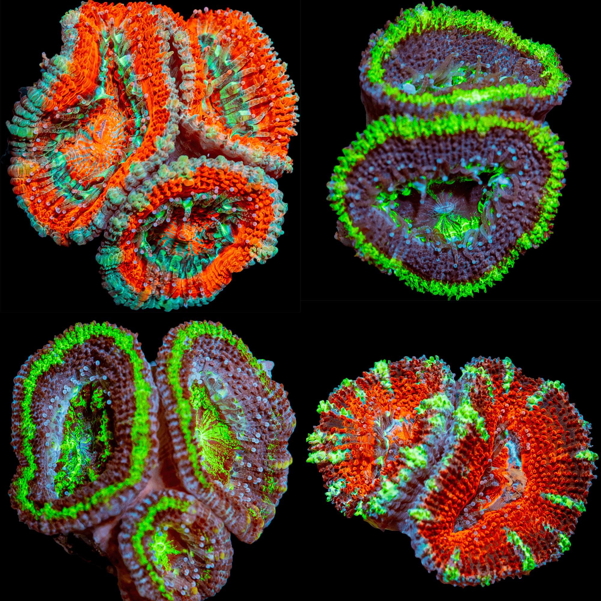 Acan/ Micromussa Four Pack