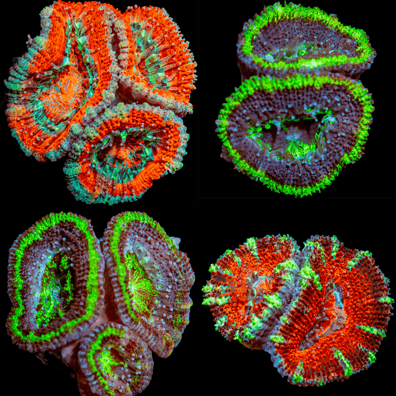 Acan/ Micromussa Four Pack