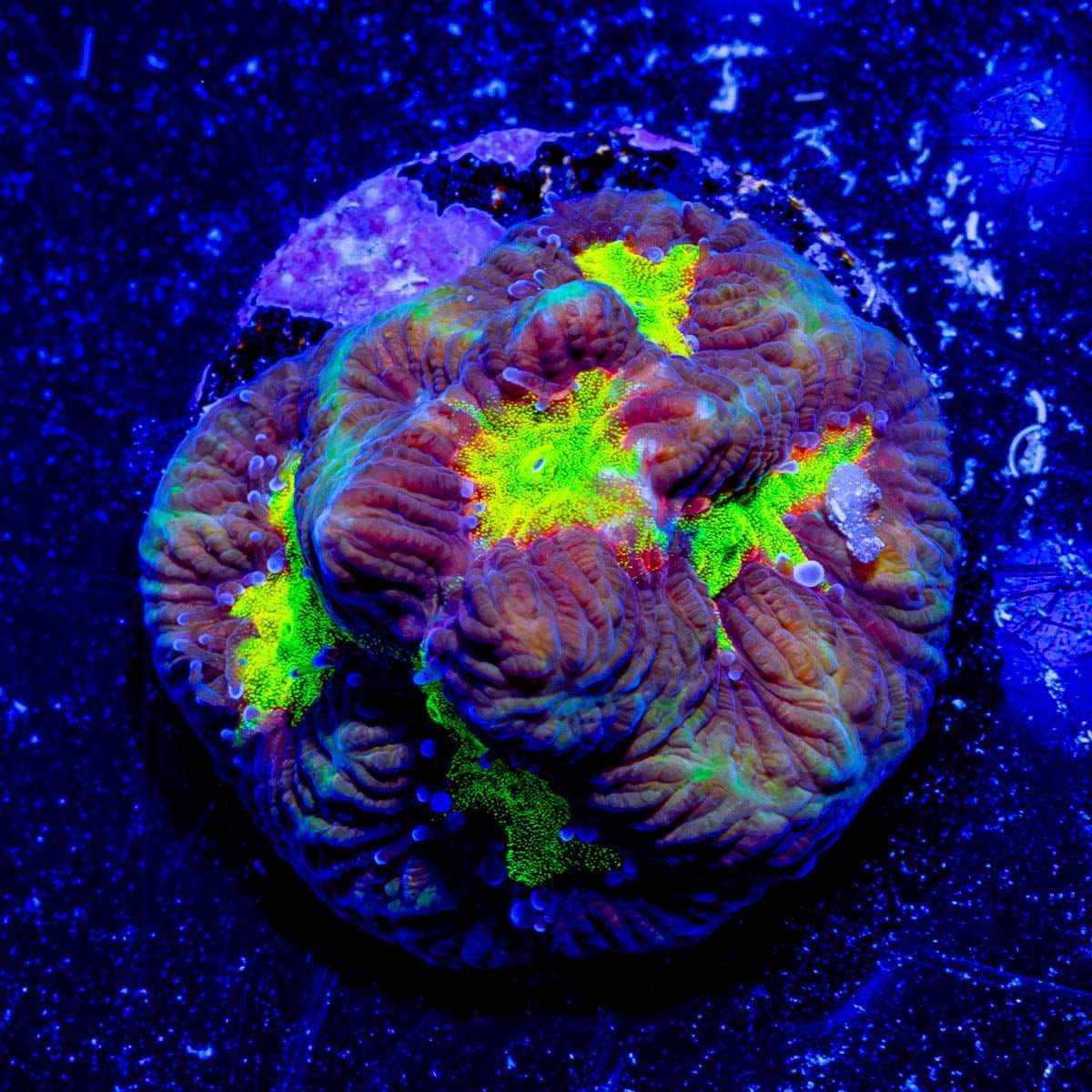 Earthquake Favia - riptide aquaculture llc