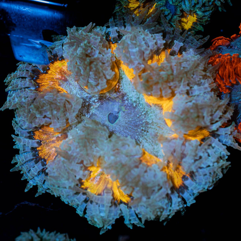 Ultra Rock Flower Anemone