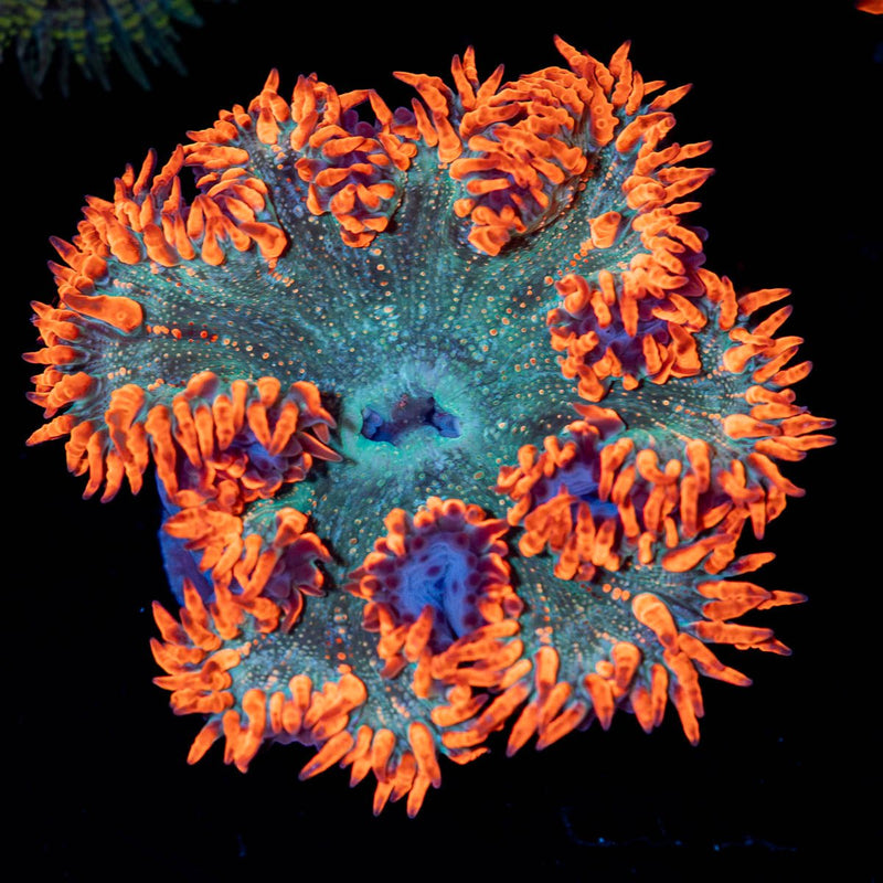 Ultra Rock Flower Anemone
