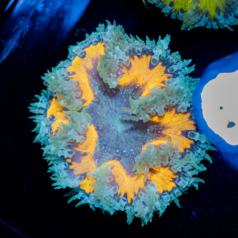 Ultra Rock Flower Anemone