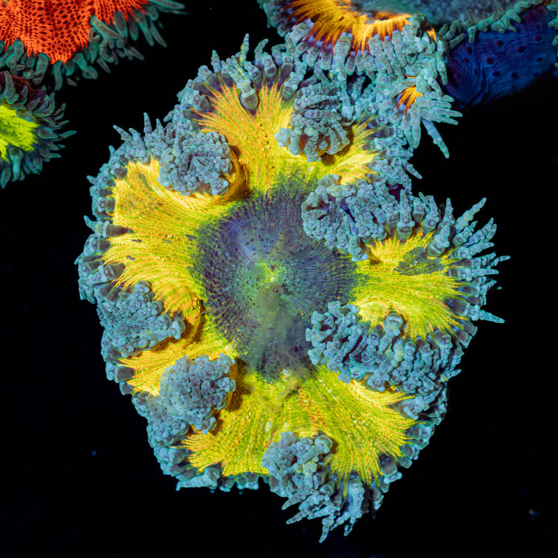 Ultra Rock Flower Anemone