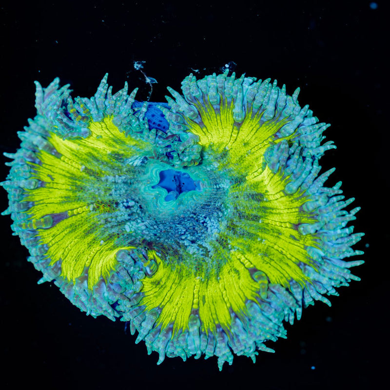 Ultra Rock Flower Anemone