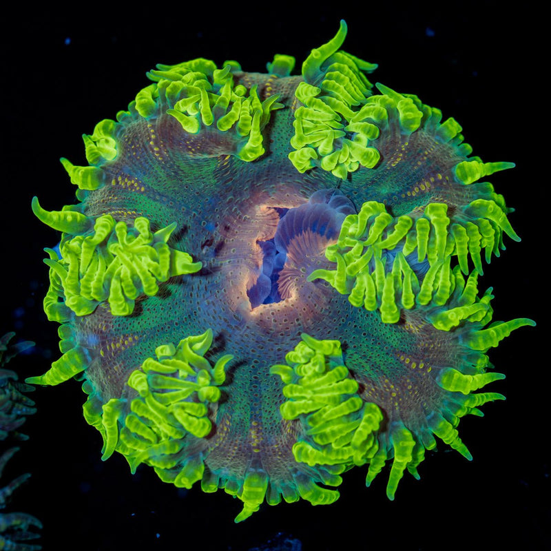 Ultra Rock Flower Anemone