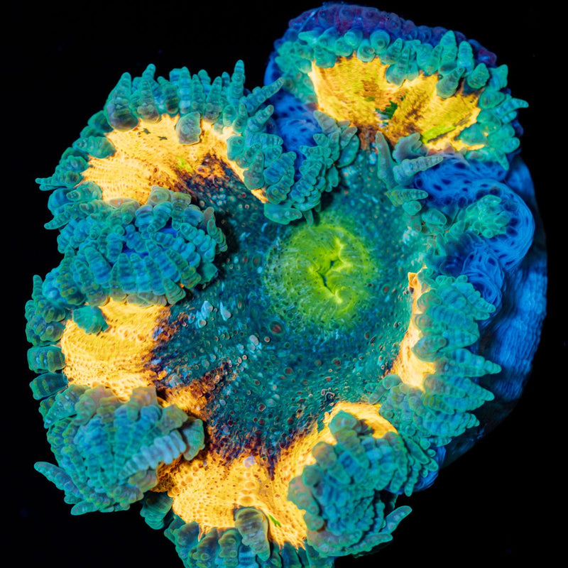 Ultra Rock Flower Anemone