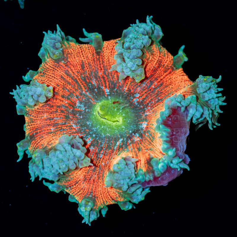 Ultra Rock Flower Anemone