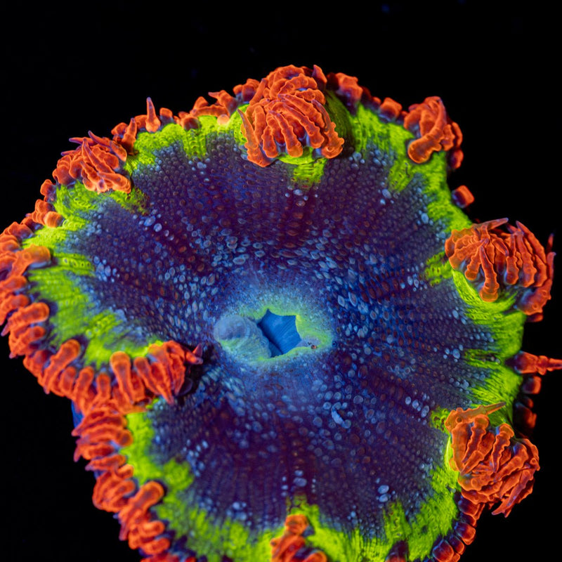 Ultra Rock Flower Anemone