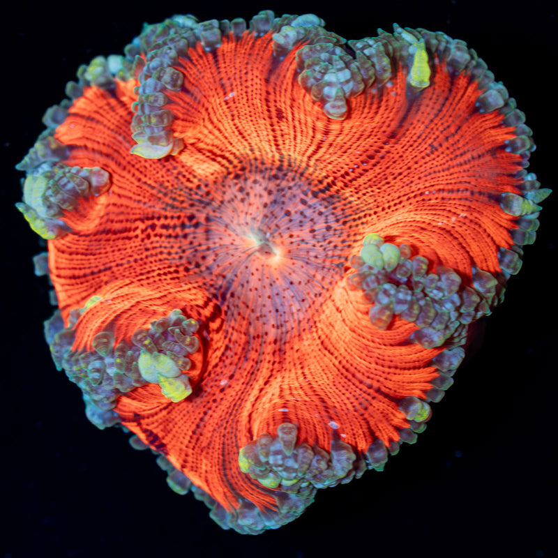Ultra Rock Flower Anemone Coral