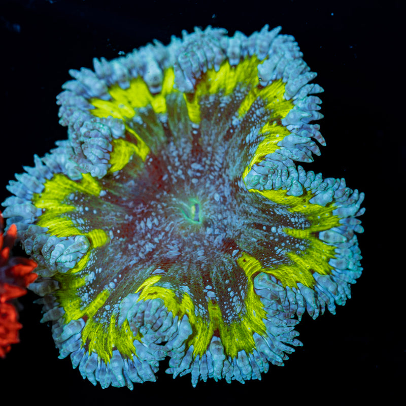 Ultra Rock Flower Anemone Coral