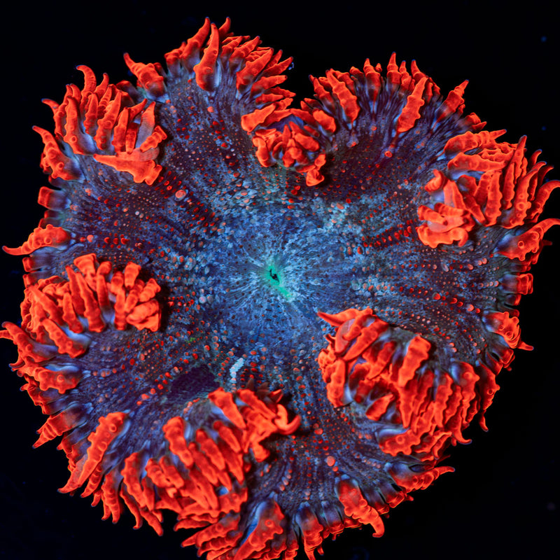 Ultra Rock Flower Anemone Coral