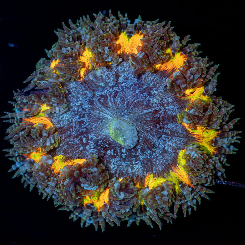 Ultra Rock Flower Anemone Coral