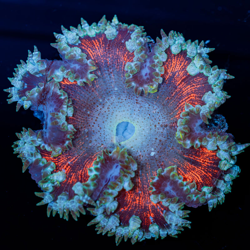 Ultra Rock Flower Anemone Coral