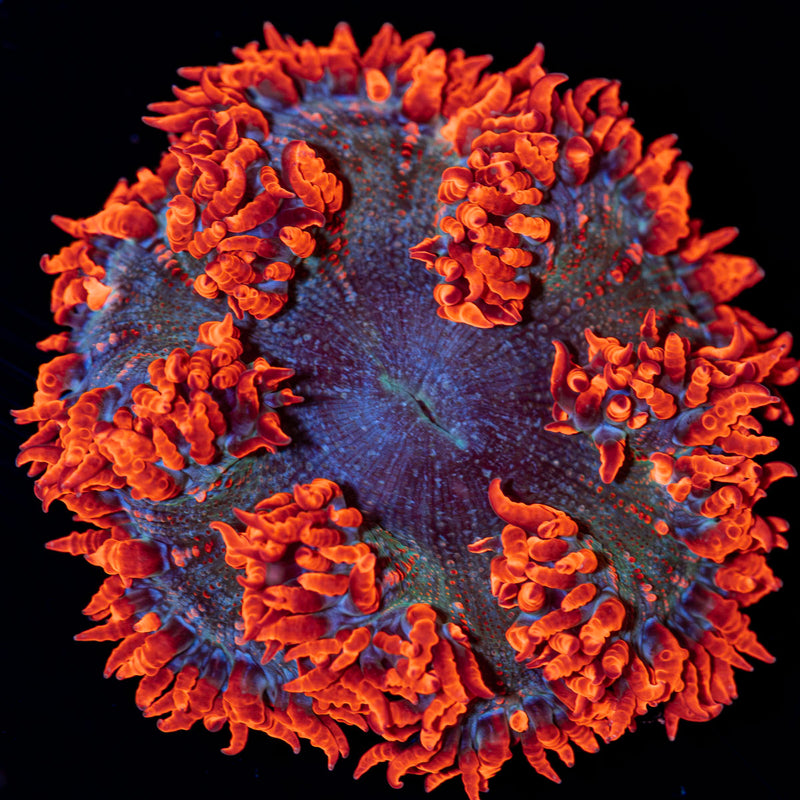 Ultra Rock Flower Anemone Coral