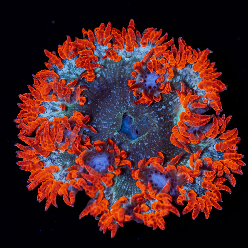 Ultra Rock Flower Anemone Coral