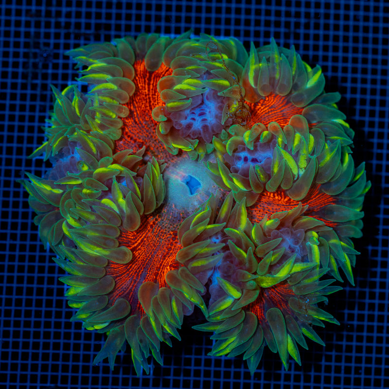 Ultra Rock Flower Anemone with colorful oral disc in reef aquarium